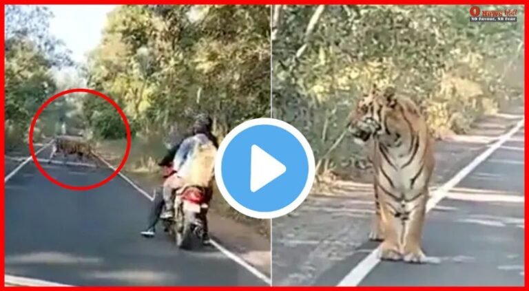 Tiger on road Viral Video