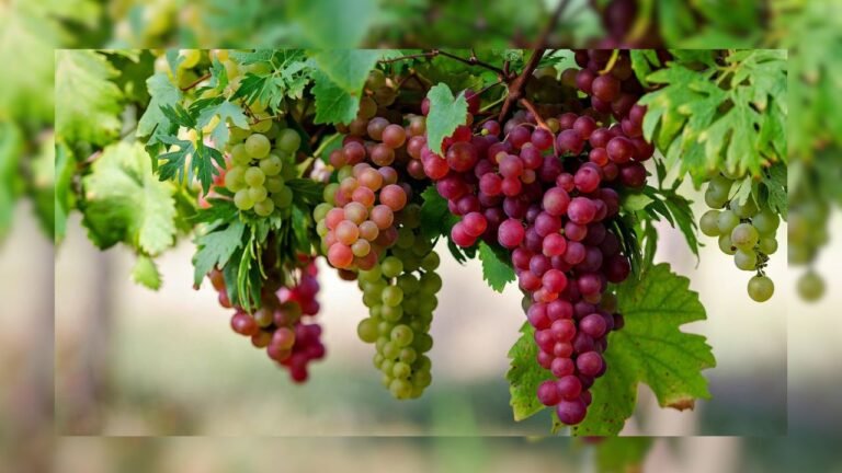 World Most Expensive Grapes