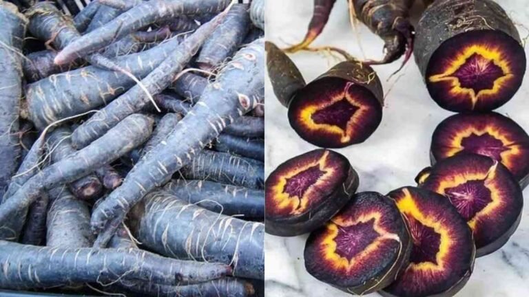 Black Carrot Benefits